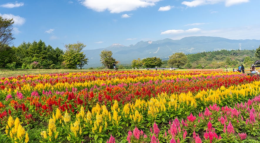 色の再現度が高いモニターを選べる